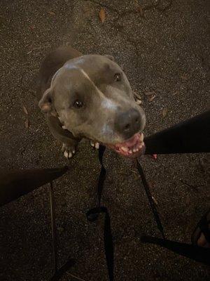 My dog loved the chicken pot pie pasty!