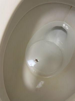 Roach in my bed I got to the toilet with