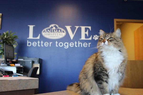 Our Clinic Cat, Kato, reminds you of our mission: LOVE better together and become the hero your pet thinks you are!