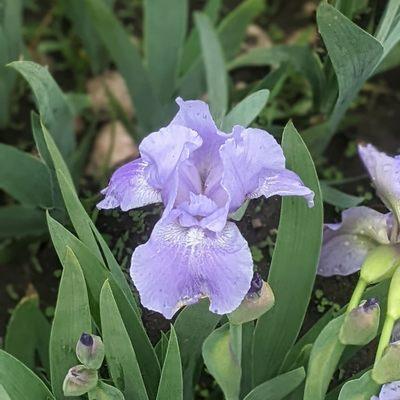 NE Minneapolis Municipal Iris Gardens