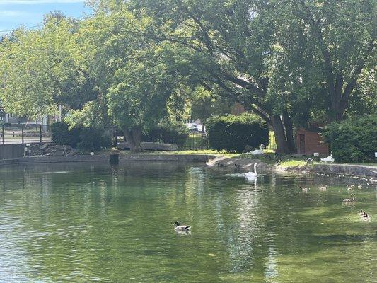 Swan pond