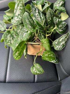 My new plant