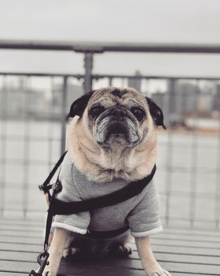 I swear I was a pug in another life.