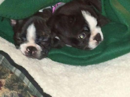 Boston Terriers from VB