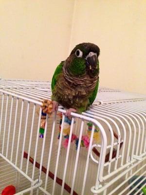 We care for a kinds of animals at Merry Pets: birds (like Rosey here), rabbits, fish, tortoises and more!