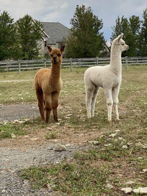 2 of our newest herd members-Montgomery Smith and Mr. Smoothie