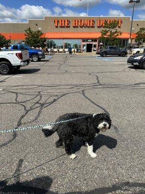 A pet friendly Home Depot!