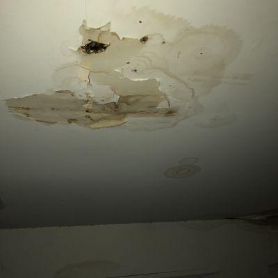 Drywall damage and mold after AMCC managed us for 11 years