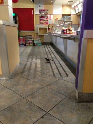 Pigeon at the food counter...