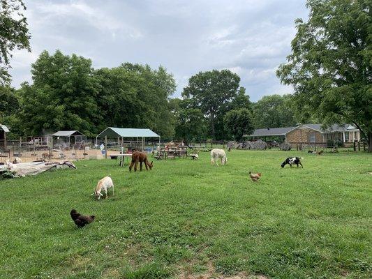 Fantastic Beiling Farm