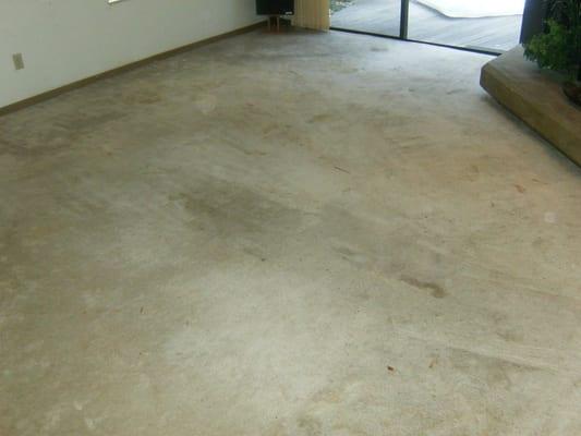 30 year old carpet. It's natural color is white. Nicotine stains, heavy untreated soiling, and pet stains.