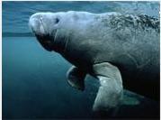 Manatees are grazers and can be seen in the waters around Southwest Florida.