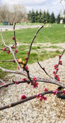 Rising Sun Redbud