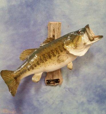 Fish Mounts only available as replicas