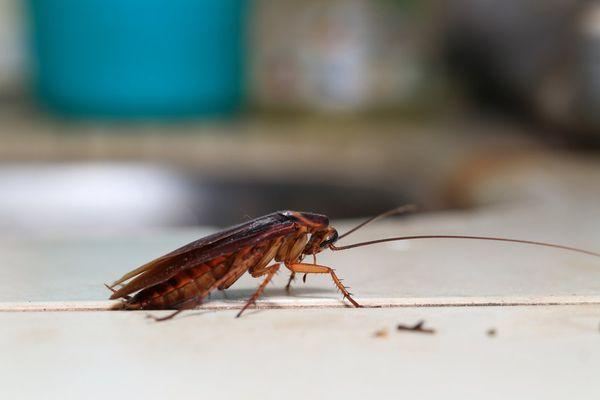 If you prefer being safe than sorry when it comes to pest control, you might want to call in the experts, GONE Pest Management​