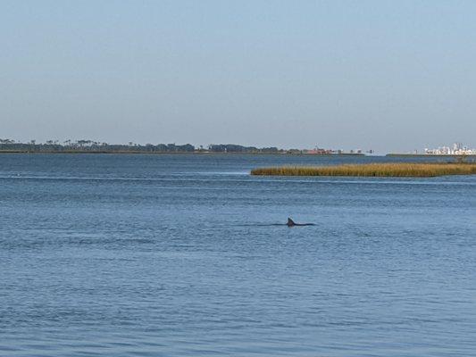 A dolphin looking for lunch