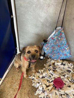 Piper waiting her turn in an Agility 1 class!