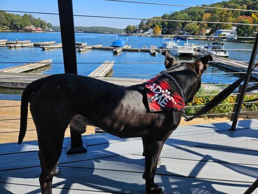 Deck seating with a view Dog friendly