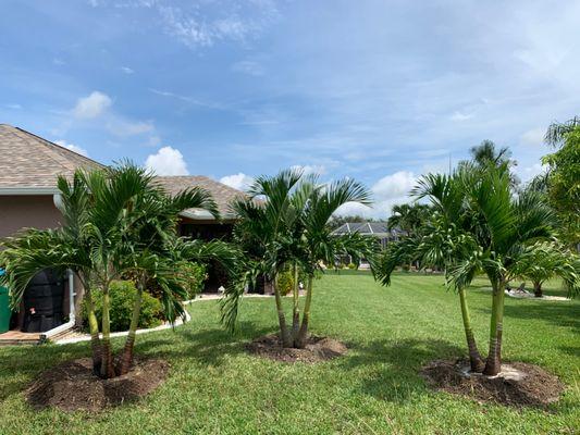 Beautiful Christmas Palms secured in their new home to create a nice buffer between neighbors!