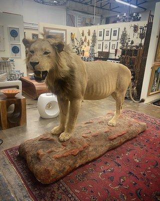 Taxidermy Lion