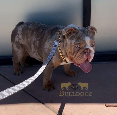 King Pharaoh loves coming to American Pet Clinic!