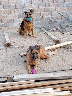 Alita and Zeus with their balls