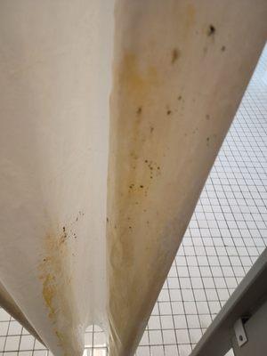 Moldy shower curtains.