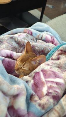 King Sized Blanket (kitten not included)