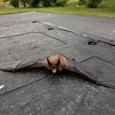 Bat