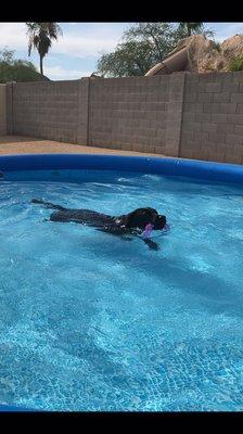 Murphy swimming laps‍