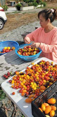 Food bank harvest