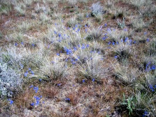 purple wildflowers