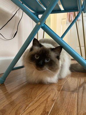 Tiff is a very playful ragdoll cat. Beautiful with a great personality! Always look forward to my visits with her!