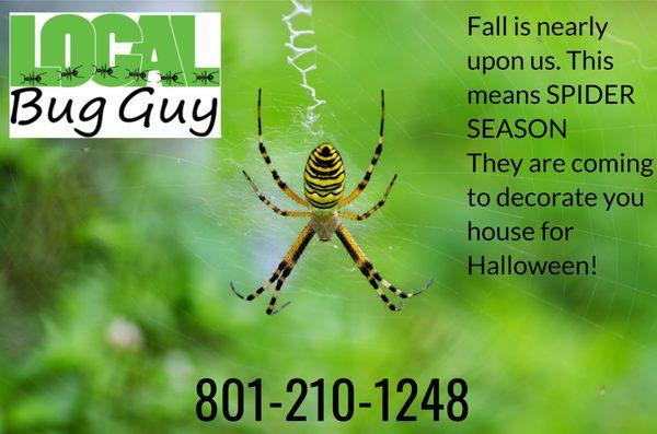 Spiders Make Cool (But Unsolicited) Halloween Decorations