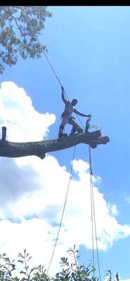 Roping out a big Tree In East Point Ga.