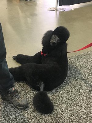 This is my standard poodle Brooke. I hand scissored her in a grooming competition 4/14/2018