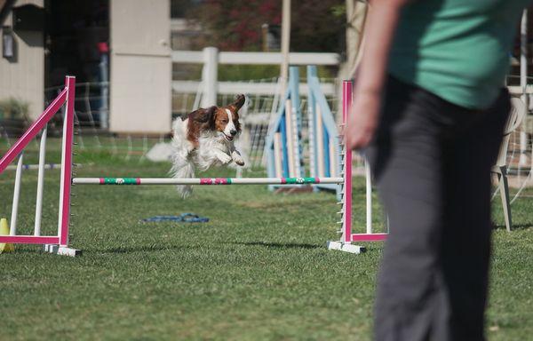 Kooikerhondje !!