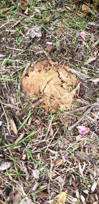 Dog vomit Mold (Fuligo septica) compliments of E.C. Lawn Care mulch