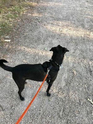 We had a beautiful morning before the storm to take our buddy out for a hike!