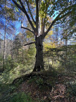 Biggest tree I have seen in a long time!