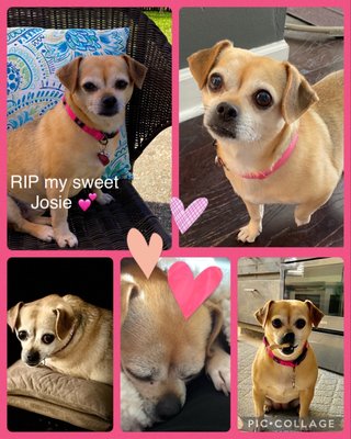 RIP my sweet Josie.