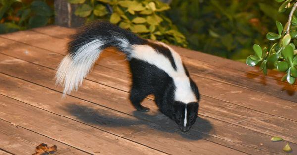 Skunk removal and control