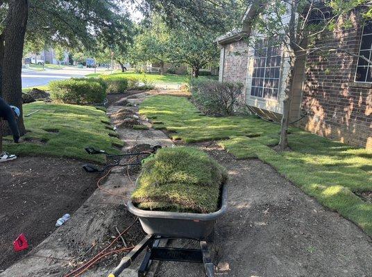 Fresh Zeon Zoysia sod Installation in Denton , Tx