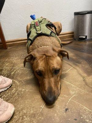 My sweet boy waiting at the vet. Clean rooms