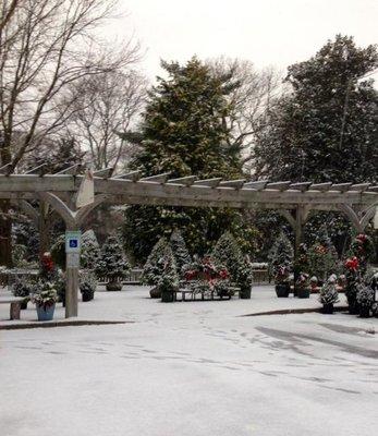 Holiday Trees & Grave Blankets