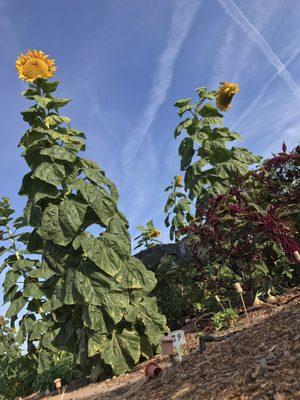 South Scottsdale Community Garden