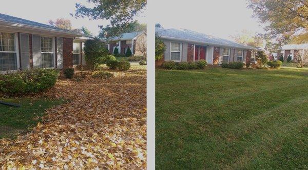 Before and after leaf removal $50