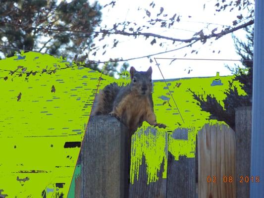 Gray Squirrel