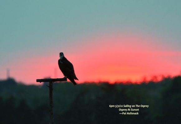 Osprey in the sunset