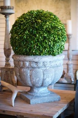 Preserved boxwood, antique concrete planter. In store at Bay Hill Design.